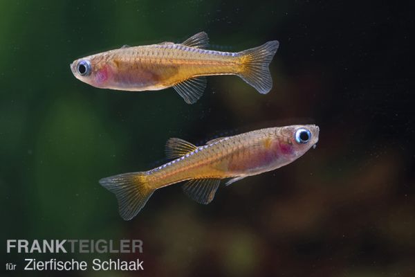 Paskas Blauauge / Pseudomugil luminatus
